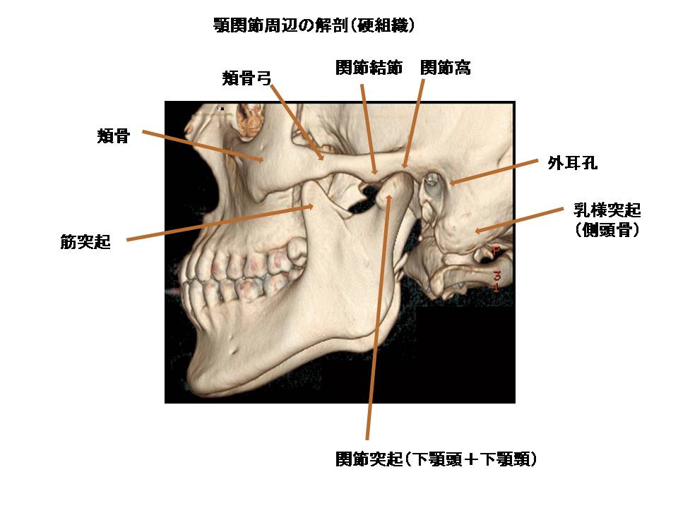 顎関節のＭＲＩ解剖